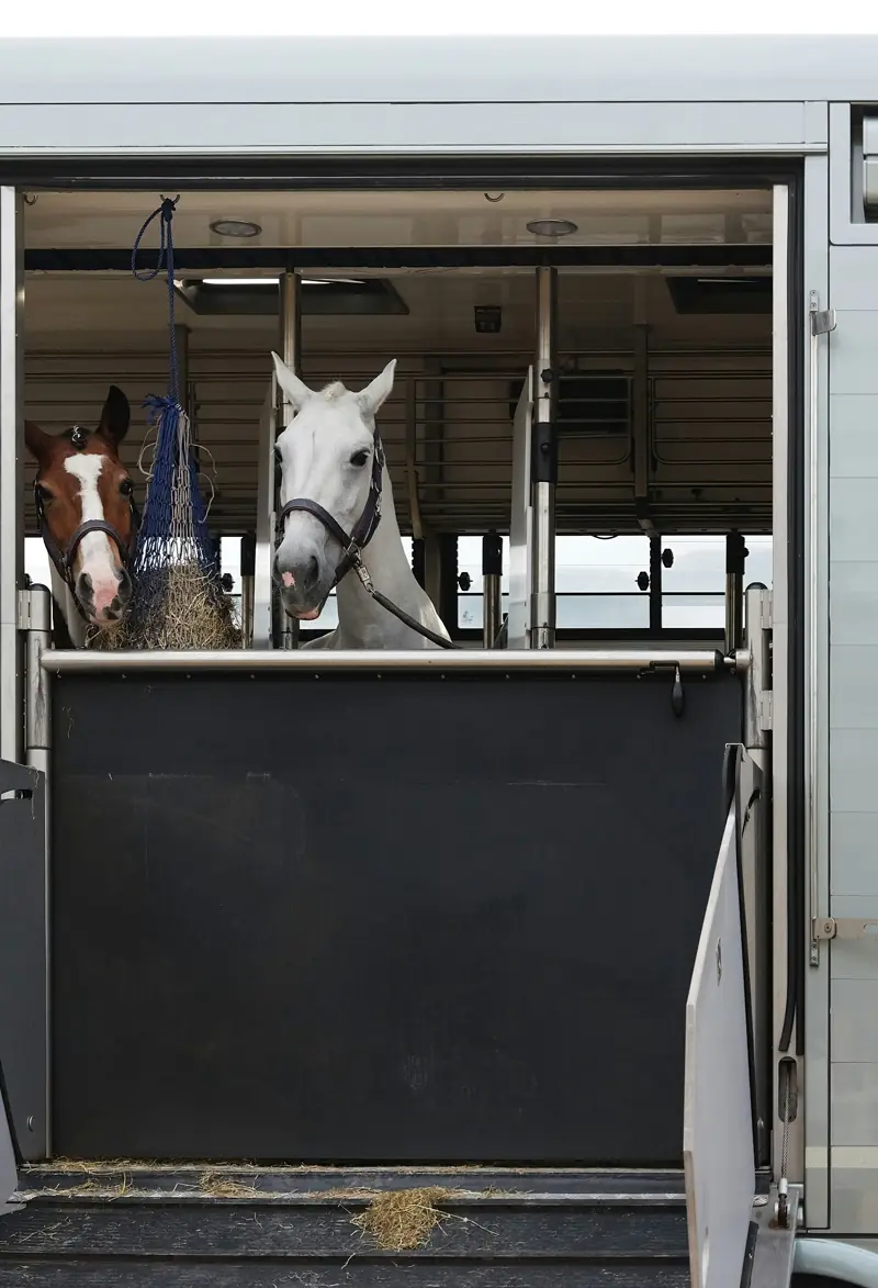 Chevaux installés dans les stalles d'un camion de transport