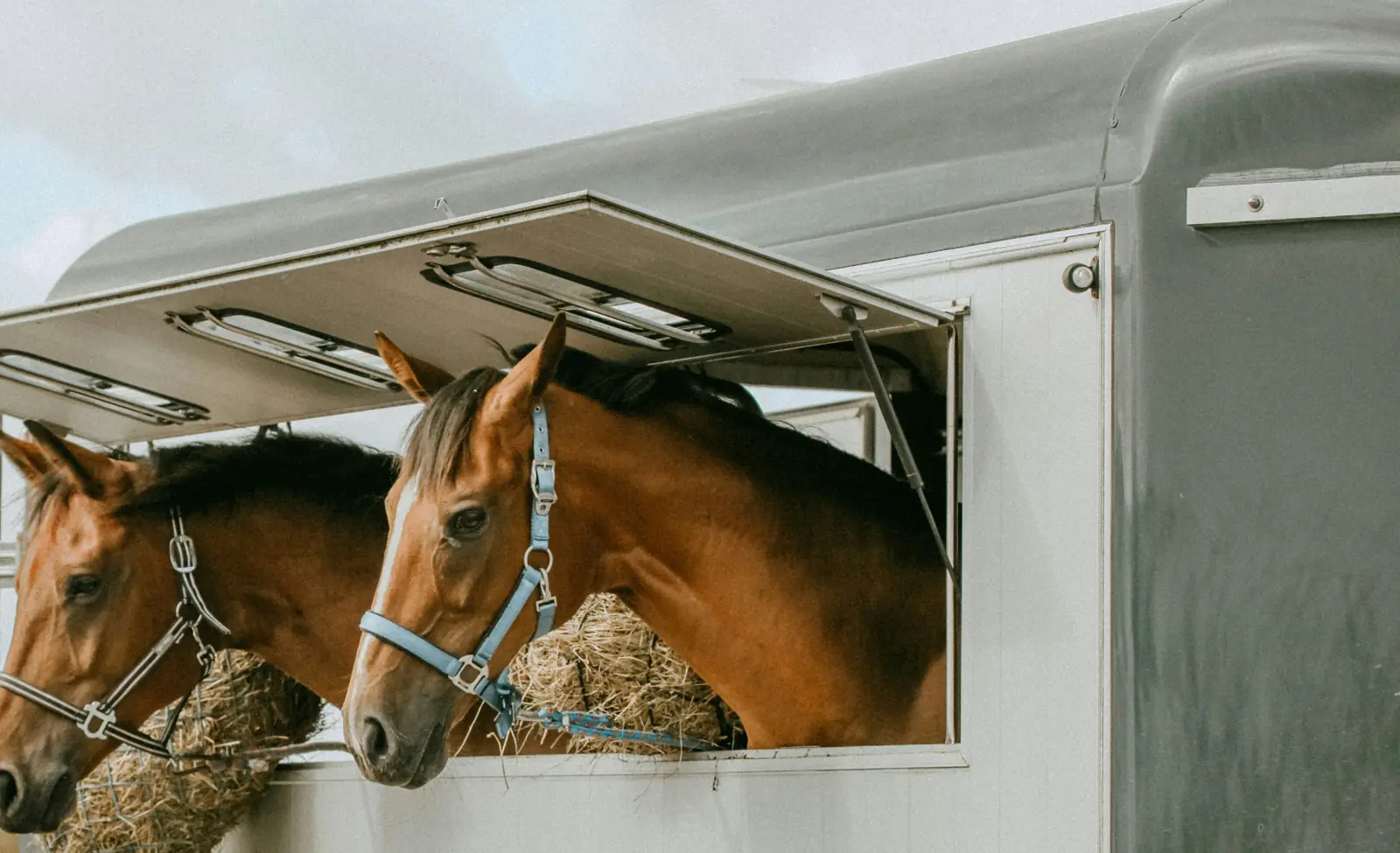 Deux chevaux à la fenêtre d'un camion de transport, prêts à voyager